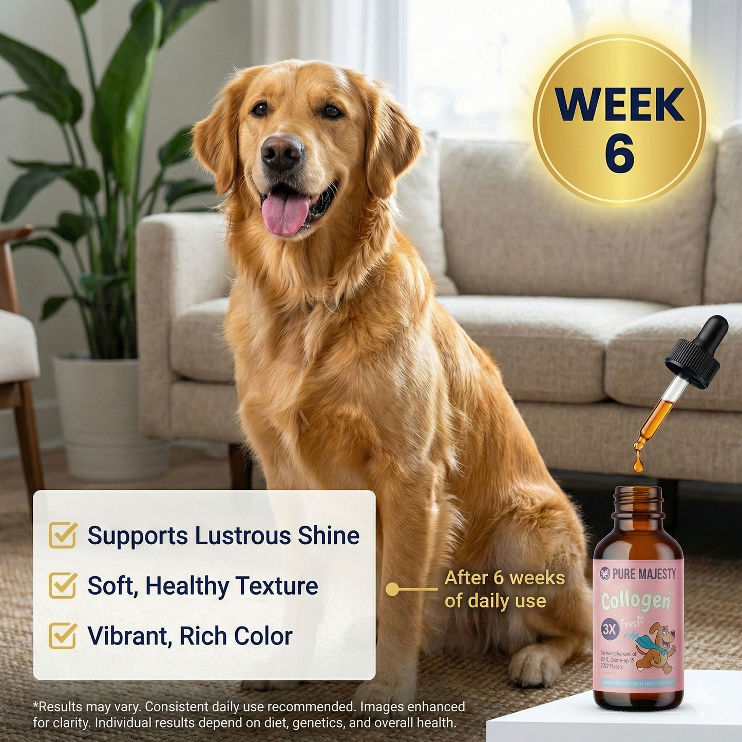 Dog coat results after 6 weeks of Pure Majesty Collagen Drops – lustrous shine, healthy texture, vibrant color